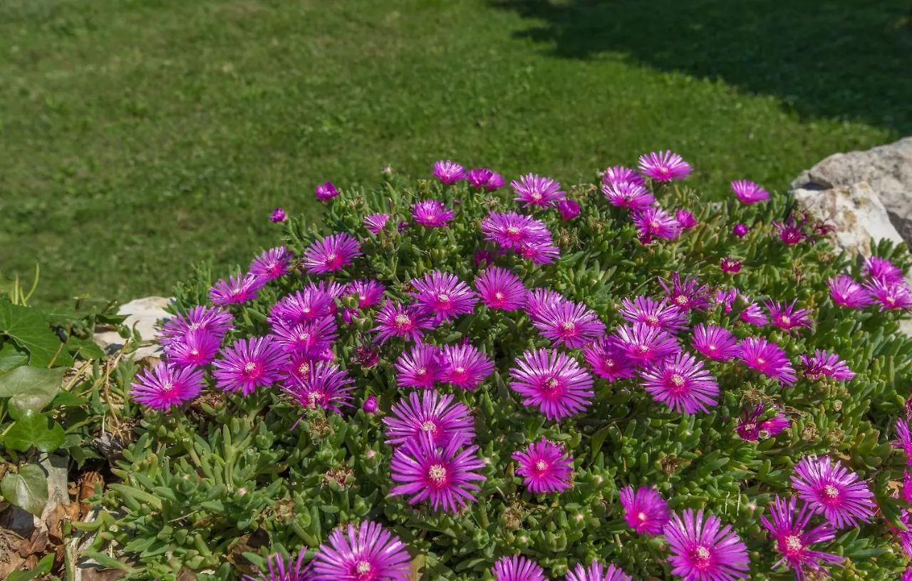 House Ulika Holiday home Sisan Croatia